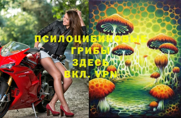 сатива Беломорск